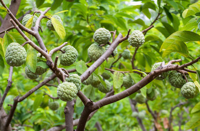 Low angle view of plants growing on tree