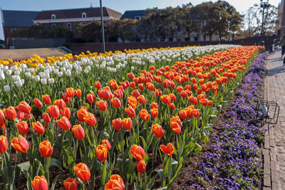 View of flowering plants on field