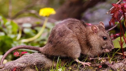 Close-up side view of a rat