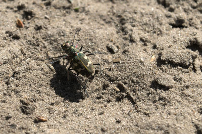 High angle view of insect on sand