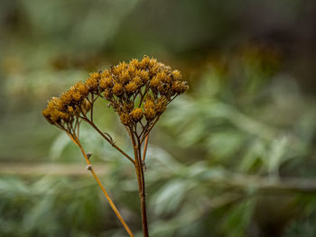 Close-up of wilted plant on field