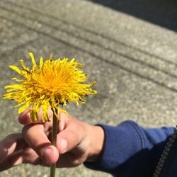 Close-up of hand holding yellow flower