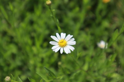 Close-up of white daisy flower on field