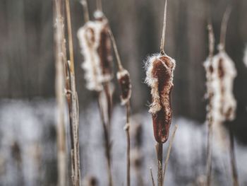 Close-up of snow on plant during winter