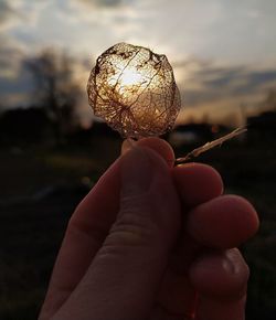 Close-up of hand holding plant