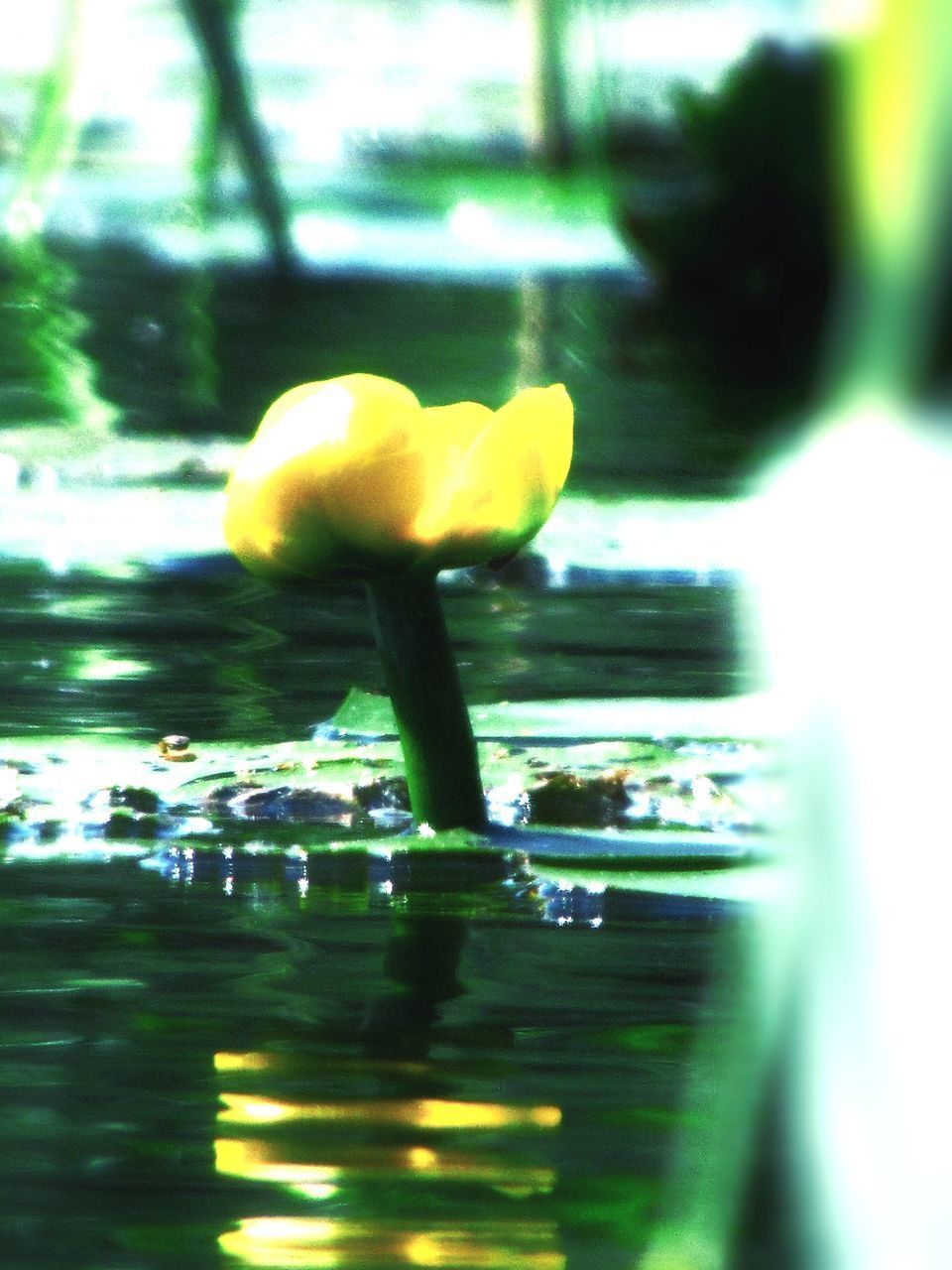 CLOSE-UP OF YELLOW FLOWERING PLANT DURING RAINY SEASON