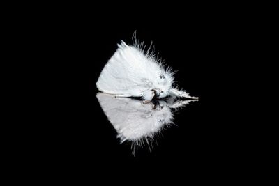 Close-up of white flower against black background