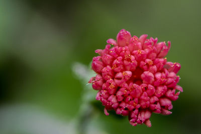 Close-up of pink flowers blooming outdoors