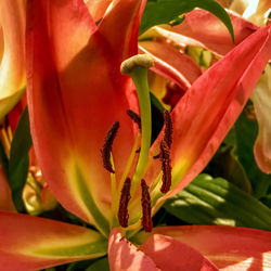 Close-up of red flower