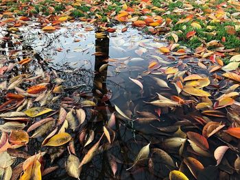 High angle view of fish swimming in lake