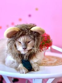 Close-up of cat wearing costume sitting against pink wall