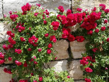 Close-up of pink flowers blooming outdoors