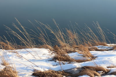 Plants on snow covered land against sky