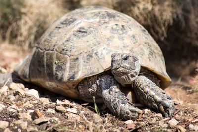 Close-up of tortoise in a field