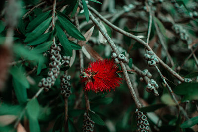 Close-up of red flowering plant