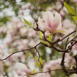 Close-up of pink flower buds on branch