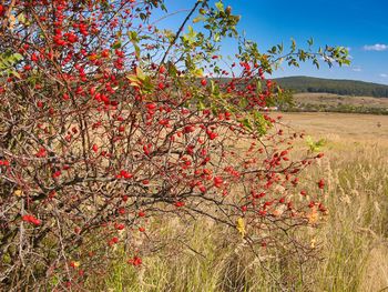 Red flowering tree on field against sky