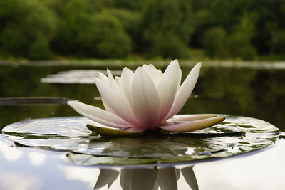 Close-up of lotus water lily in pond