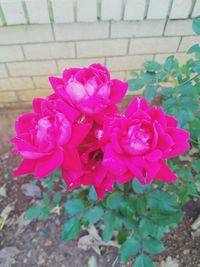 Close-up of pink flowers blooming outdoors