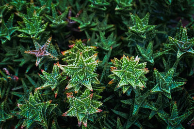 High angle view of plants growing on land