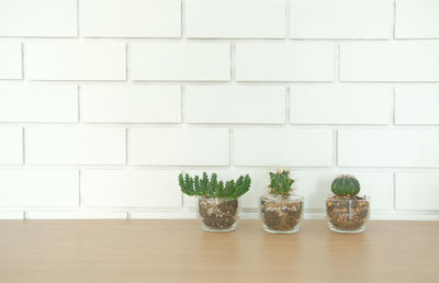 Potted plants against brick wall on table