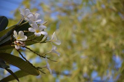 Close-up of flower tree