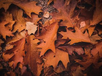 Full frame shot of dried autumn leaves