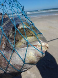 Close-up of fish in fishing net at beach