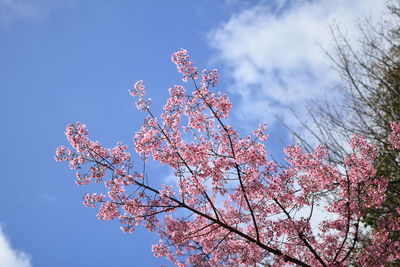 Low angle view of cherry blossoms against blue sky