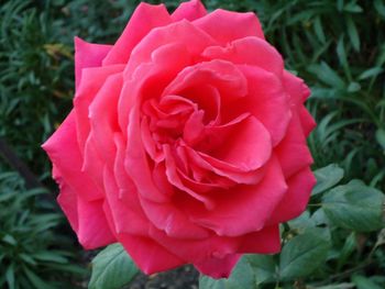 Close-up of pink rose