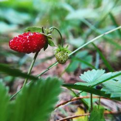 Close-up of strawberry on plant