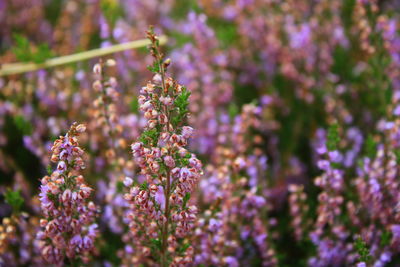 Close-up of lavender blooming outdoors