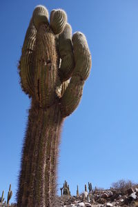 Low angle view of fresh cactus against clear blue sky