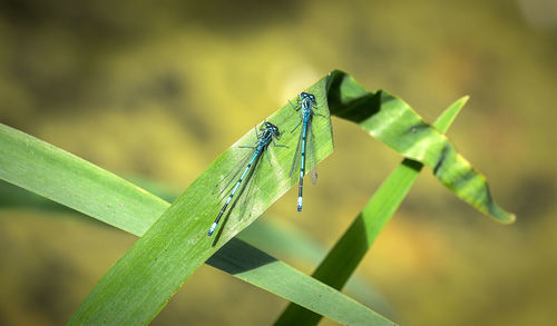 Close-up of damselflies on plant