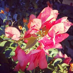 Close-up of pink flowers