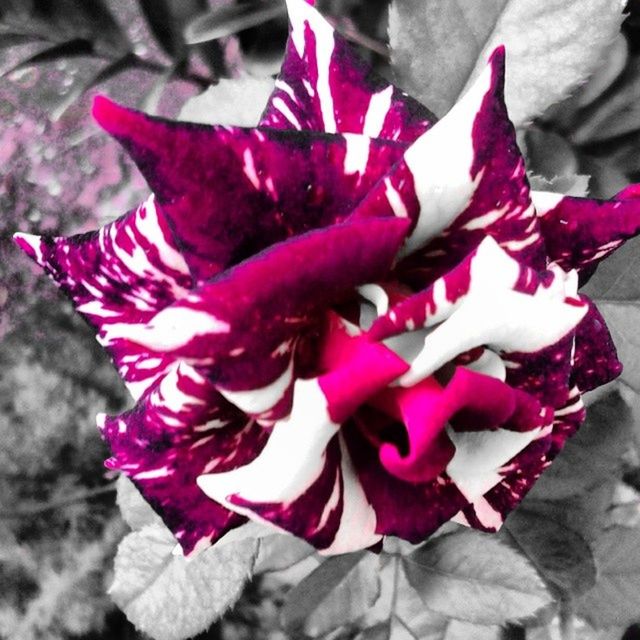 flower, petal, flower head, fragility, close-up, pink color, freshness, beauty in nature, nature, high angle view, focus on foreground, single flower, rose - flower, blooming, red, growth, outdoors, day, no people, selective focus