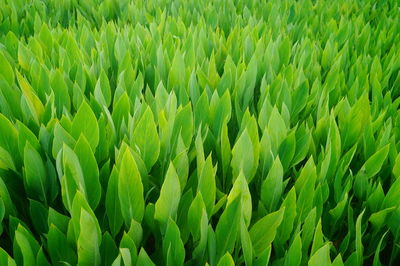 Close-up of crops growing on field