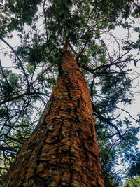Low angle view of tree against sky