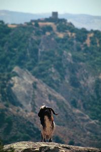 Bird perching on a mountain