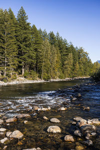 Scenic view of river by trees against clear sky