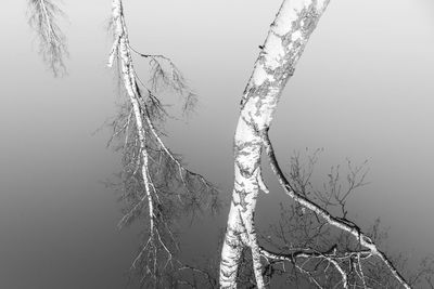 Bare tree against sky during winter