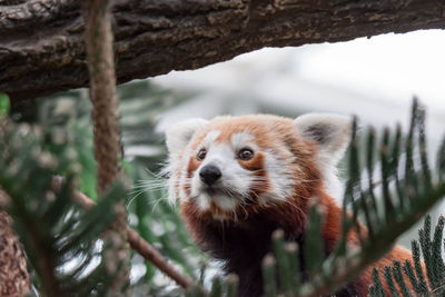 Close-up of an animal looking away