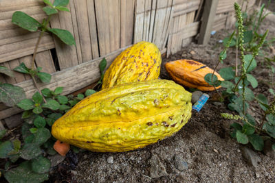 High angle view of fruits on plant