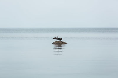 View of bird swimming in sea