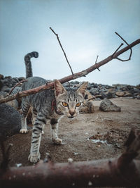 Portrait of cat walking on land