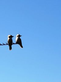 Low angle view of birds flying in the sky