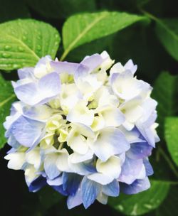 Close-up of flowers