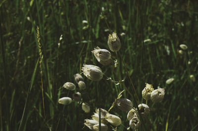 Close-up of white flowering plants