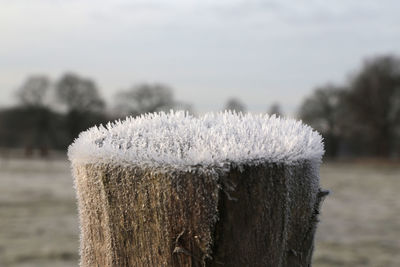 Close-up of frozen wooden post
