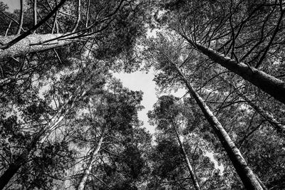 Low angle view of trees in forest against sky